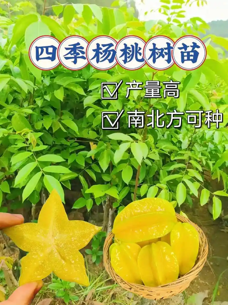 我的杨桃树苗真是太棒了!四季甜杨桃果树嫁接苗,让你的庭院充满生机!