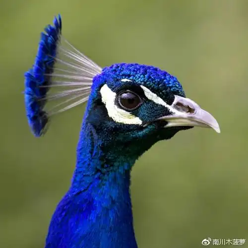 雄性蓝孔雀头部特写,https://www.purelypoultry.