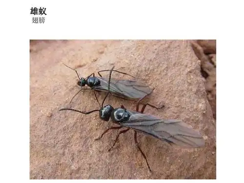 分别是雄蚁,蚁后,工蚁,兵蚁,它们分工明确,每种蚂蚁都有自己擅长的