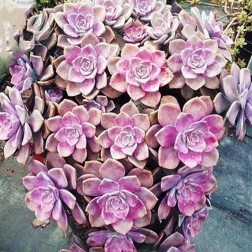 紫乐多肉植物老桩罕见肉肉室内花绿植大颗好养精品高级多肉小盆栽