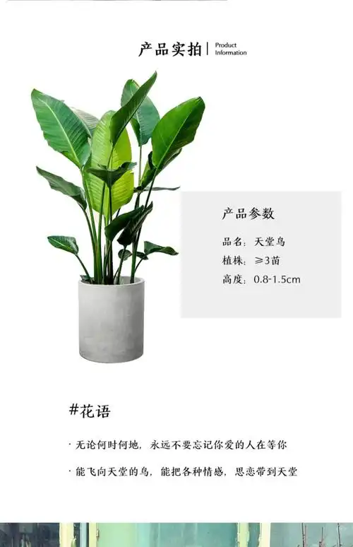 成都天堂鸟植物大型室内盆栽鹤望兰办公室花卉绿植天堂鸟客厅盆栽