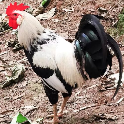 鸡活鹊山鸡正宗稻花鸡活体鸡母鸡脱温鸡彩凤鸡鹊山鸡活体包活到家 鹊