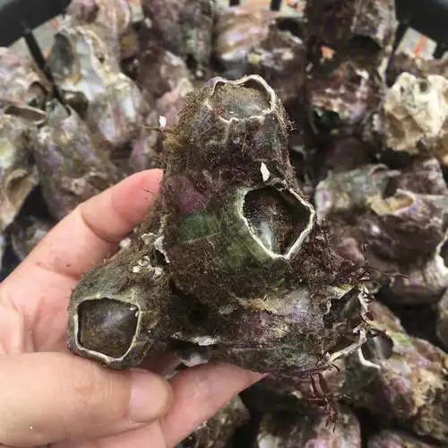 藤壶与佛手螺区别