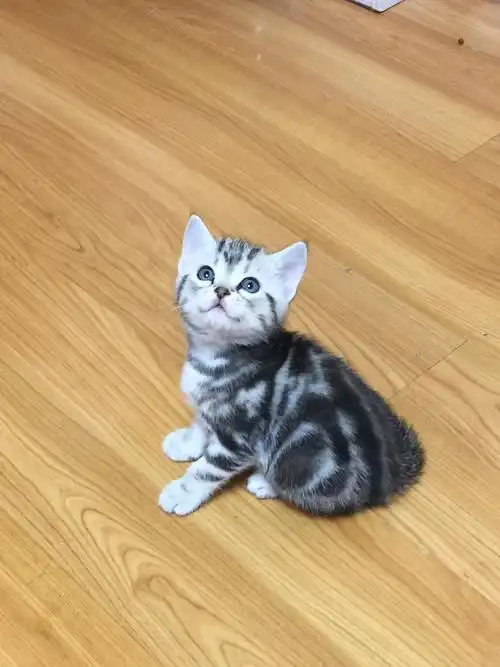 自家的三只虎斑小猫 现在帮他们找靠谱家长 品种:美国短毛猫 性别