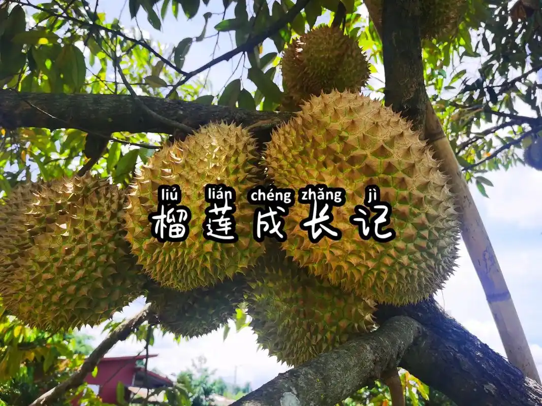 榴莲成长记.榴莲是乔木科,可以生长上百年依然可以产果.在泰国 - 抖音