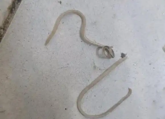 关于猫咪寄生虫的这点小事,铲屎官一定要知道