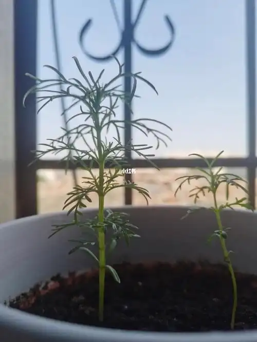 花卡上写的是罗丹斯,但是貌似是波斯菊