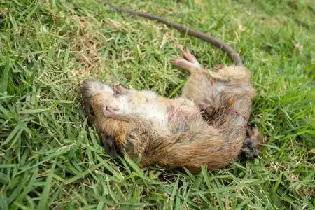 大鼠恐惧症一只死老鼠照片