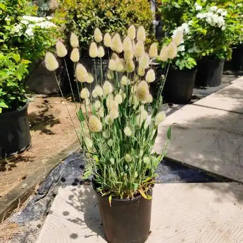 观赏草小兔子狼尾草盆栽大布尼耐热寒庭院多年生宿根植物绿艺