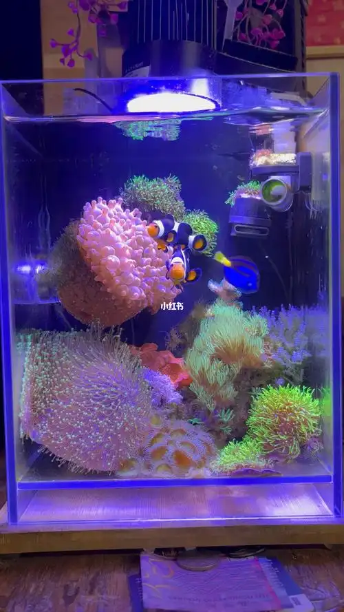 7l#nano海缸  #迷你海缸  #尼莫小丑鱼  #海底總動員  #海缸珊瑚鱼