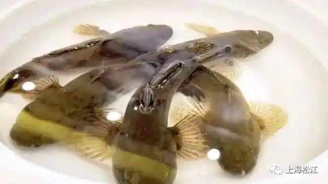 菜花塘鳢鱼鲜得掉眉毛