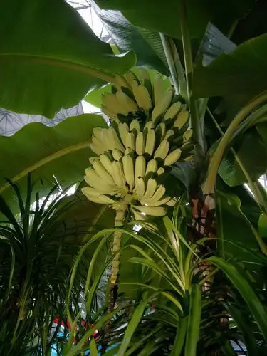 在东北头一回见到香蕉树,树上接的真香蕉.