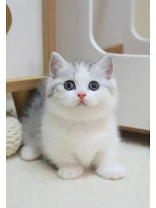广州猫舍78精品银白矮脚妹妹01
