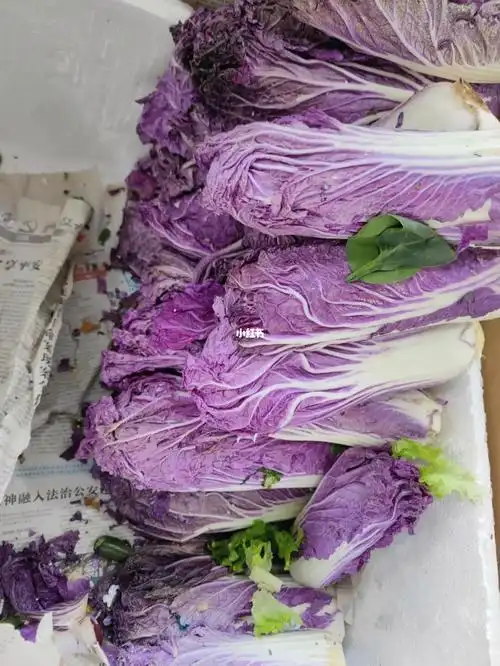 我只见过紫色生菜和紫色大头菜,没见过紫色的白菜,震惊我20年