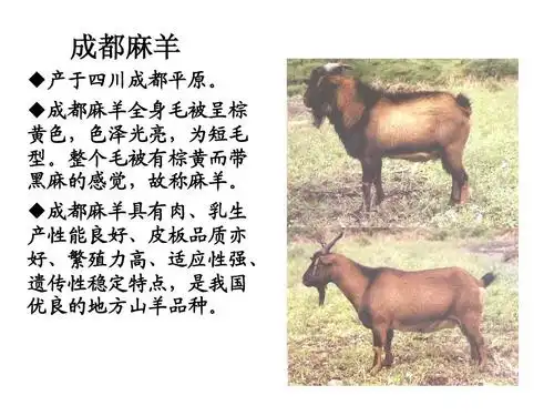 羊的品种识别ppt
