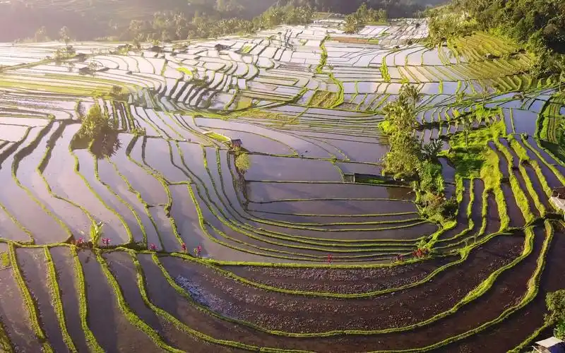 空镜头视频素材 东南亚水田梯田航拍梯田 素材分享