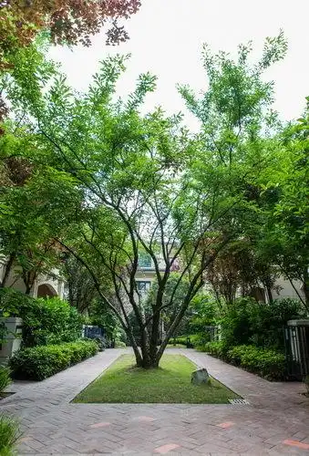 景观设计转采于2021-10-13 09:04:23丛生朴树植物意向liu0033该采集也