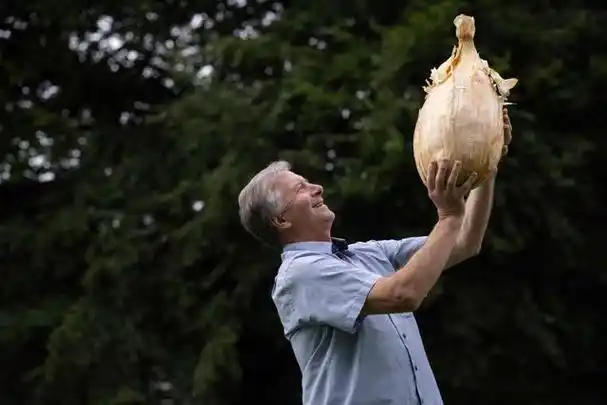 英国一近9公斤重巨型洋葱或创世界纪录