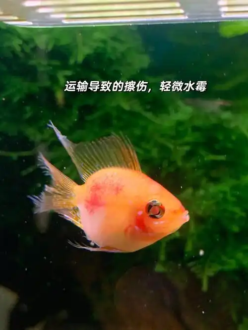 蓝波子,荷兰凤凰球,共5篇,包括基础篇,设备篇,食谱篇,鱼病篇,繁殖篇
