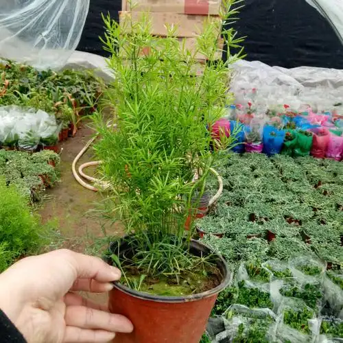 天门冬武竹丝耐寒植物绿植阳台花园垂吊花卉绿植