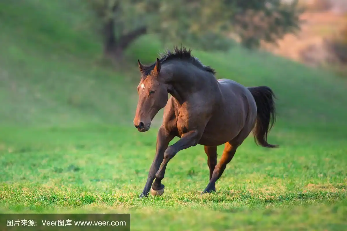 马在草地上跑得快