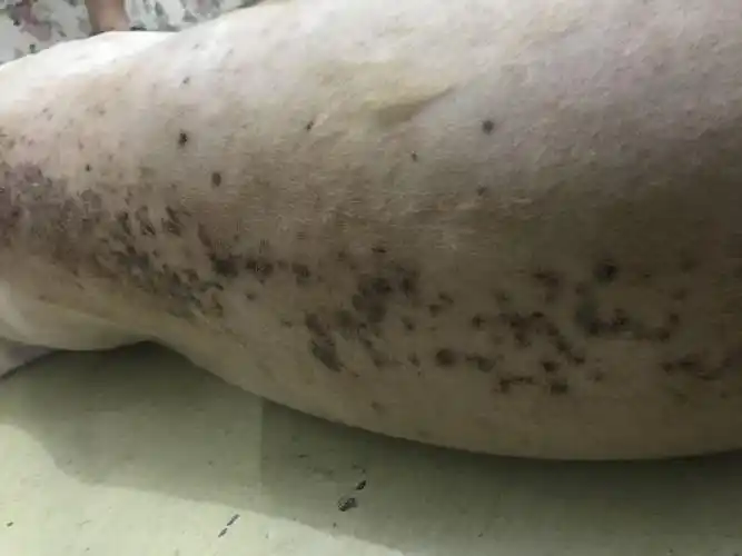 一岁半金毛,今天突然发现身上有深红色像结痂一样的东西,把毛剃了以后