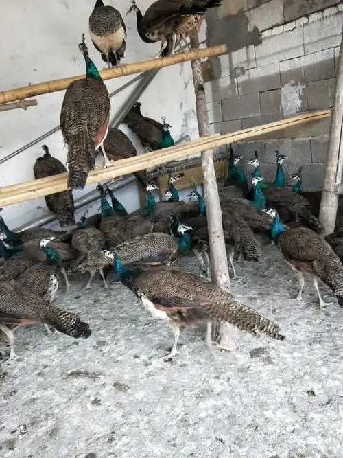 孔雀苗价格 有多重 一只 能涨多重 小孔雀苗那里有