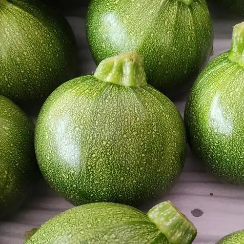 南瓜云南南新鲜嫩现摘圆形西葫芦窝瓜圆瓜迷你南瓜