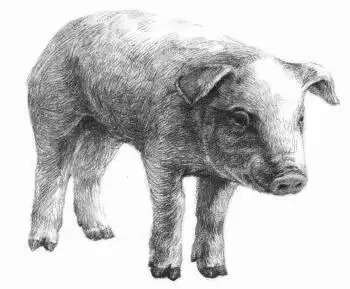猪的素描画法步骤07