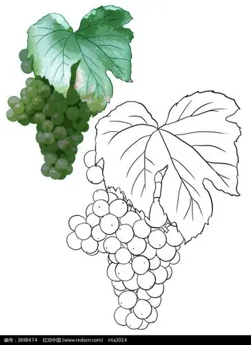带叶子的葡萄手绘线描图片