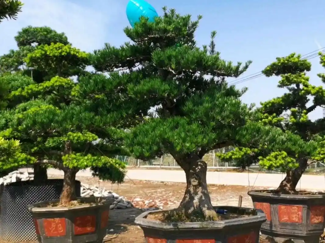 可以在北方过冬的罗汉松         小叶罗汉松盆景,精心养护成型!