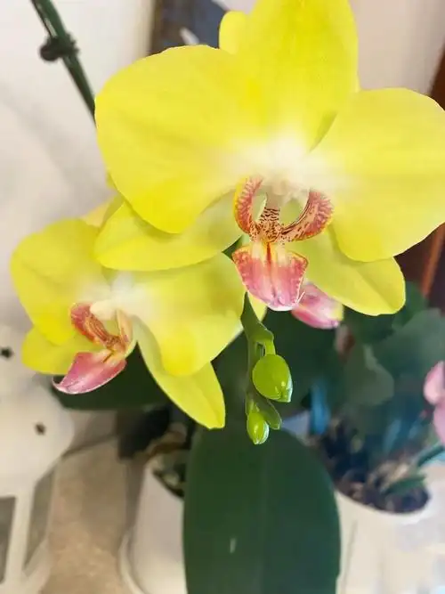 蝴蝶兰花期多长(蝴蝶兰花期多长时间凋谢了)