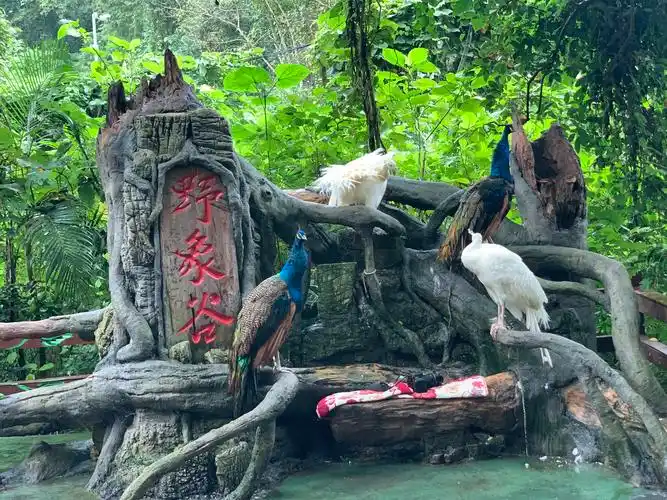 其它 西双版纳游记(三) 写美篇出发一小时车程,到了野象谷.