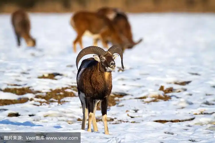 有弯角的穆弗伦羊在冬天闻雪