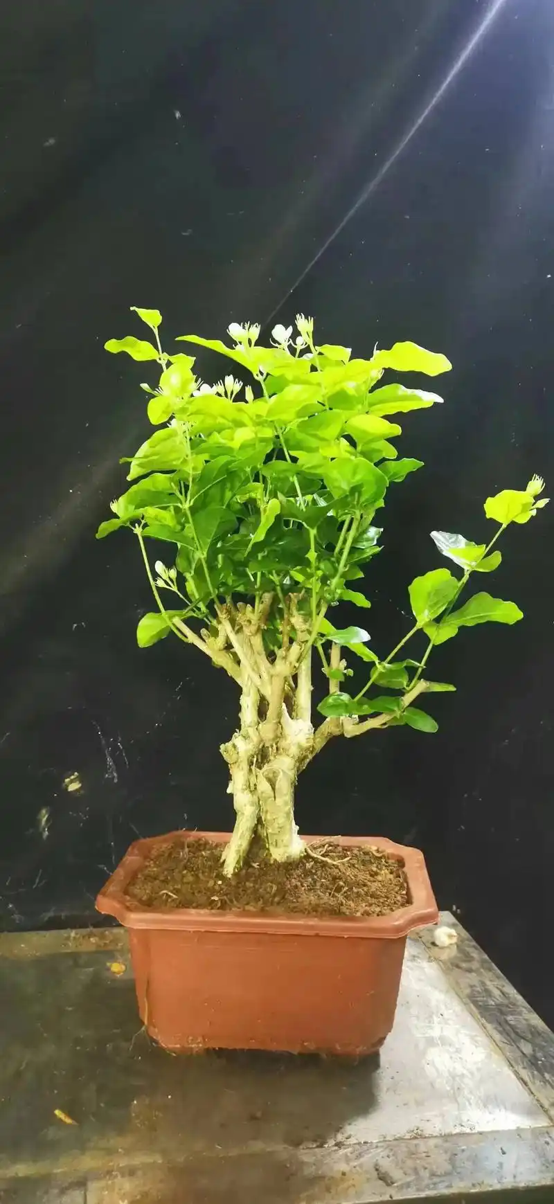 花卉基地 #老桩盆景 老桩造型茉莉,基地现货 - 抖音