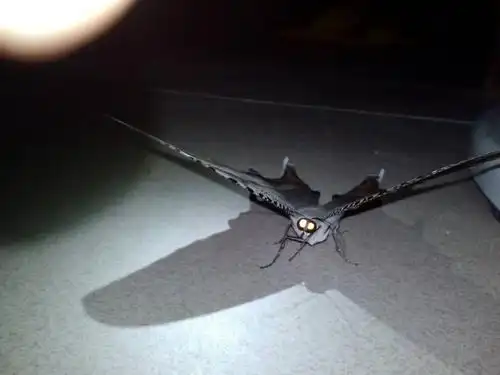 你知道这是什么