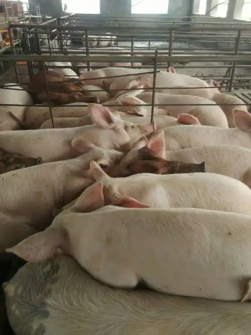 二元猪 200-300斤