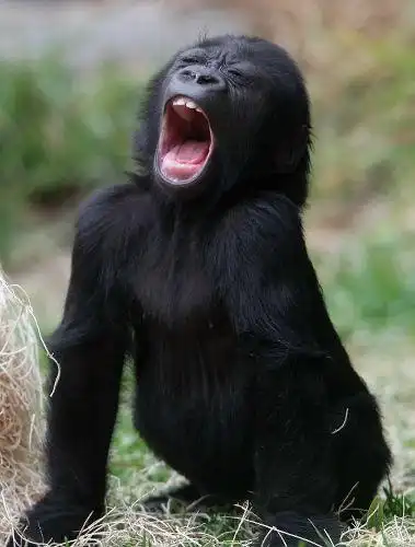 围观动物打哈欠的搞笑表情图片