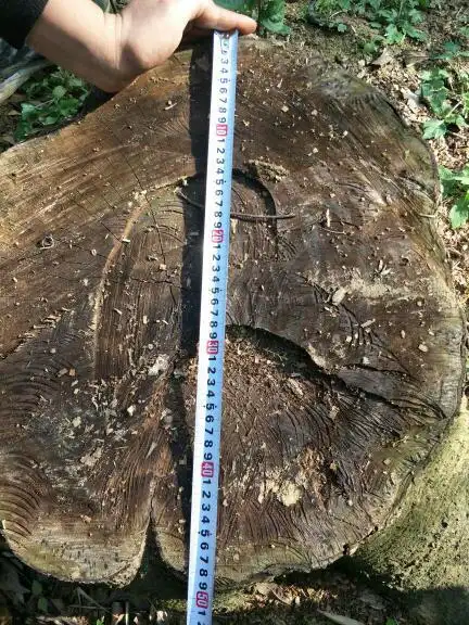 还没出土的金丝楠木的树根会裂开吗