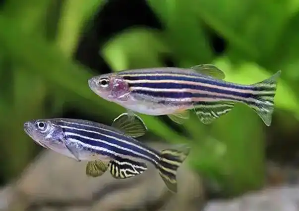 深入了解斑马鱼繁殖:轻松享受热带鱼养殖的乐趣