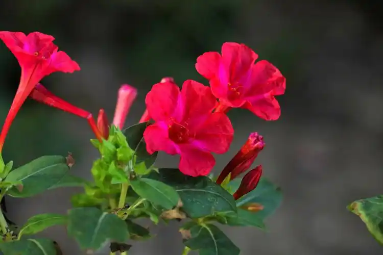 好看好养的地雷花