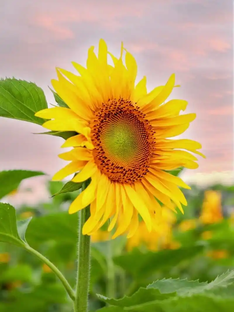 秋天的成都总是充满惊喜和浪漫的 田野里秋意渐浓 向日葵在阳光下竞相