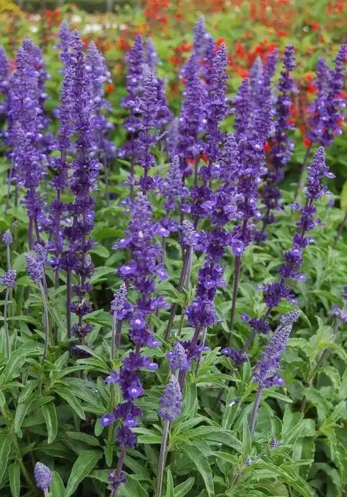 品种有维多利亚鼠尾草,千日紫,醉蝶花,宿根六倍利,五色梅,雁红蔓,超级