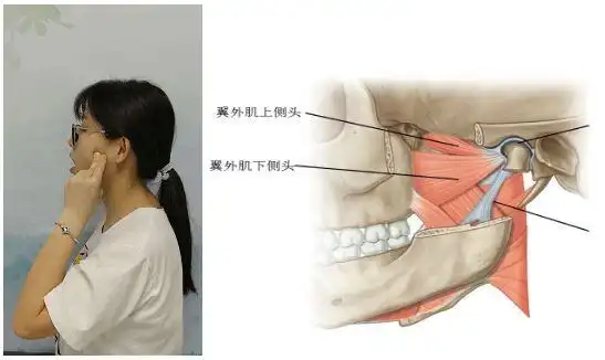 5,颞下颌韧带的按摩放松颞下颌韧带在关节附近,用手指指腹在关节区域