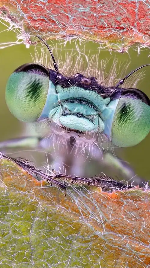 iphone 壁纸 蜻蜓眼睛微距摄影,叶子