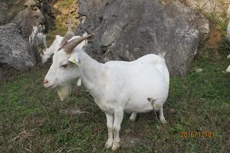 巫溪特产——巫溪板角山羊