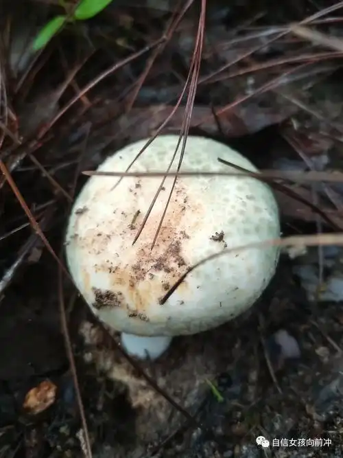 云南常见鲜美野生菌