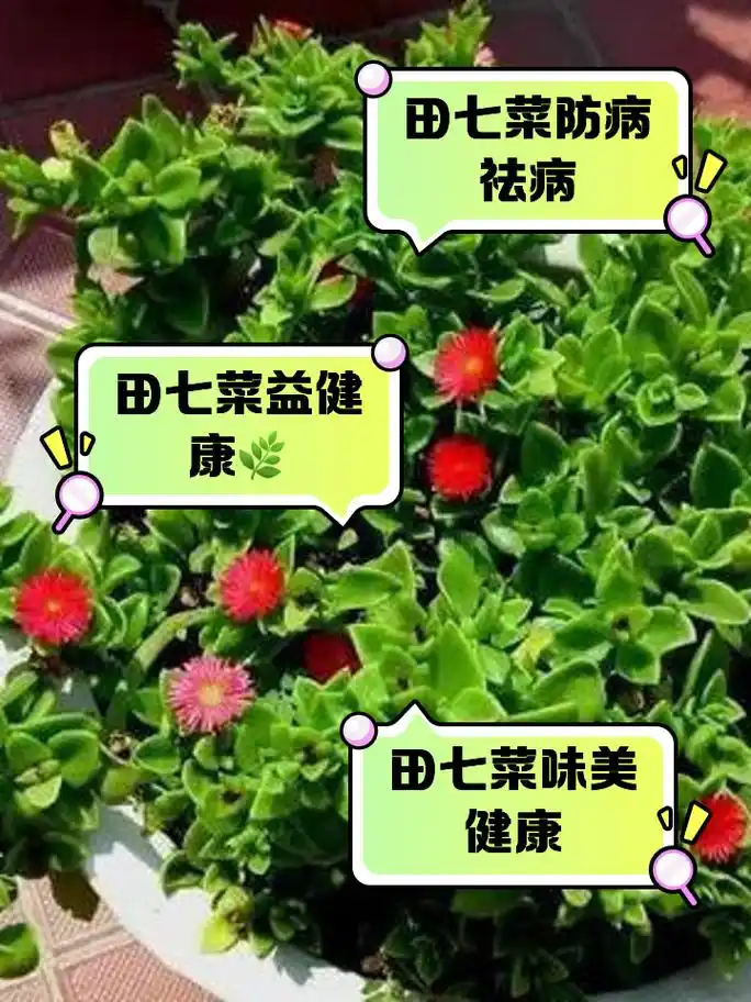 田七菜的功效与作用