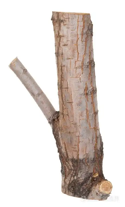 一根树干的一部分