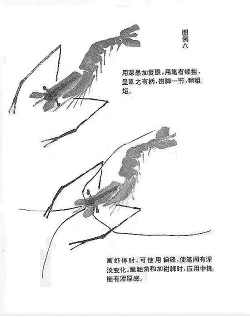 国画知识:虾的正确画法,从结构到造型,分步骤教你画,收藏学习